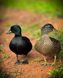 Ducks